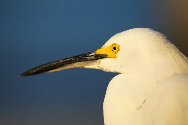 Retrato de egret nevado — Fotografia de Stock