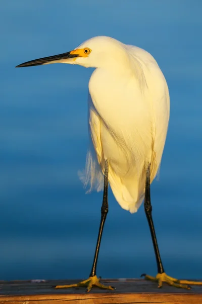 Garceta nevada (egretta thula) — Foto de Stock