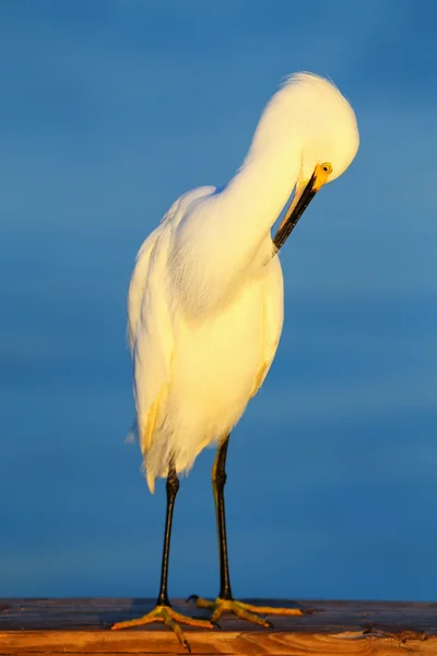 Χιονισμένο egret (egretta thula)) — Φωτογραφία Αρχείου