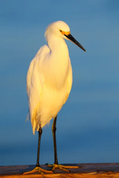 Χιονισμένο egret (egretta thula)) — Φωτογραφία Αρχείου