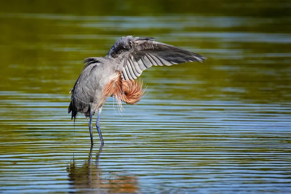 Rödaktig Egret (Egretta taggsvamp) — Stockfoto