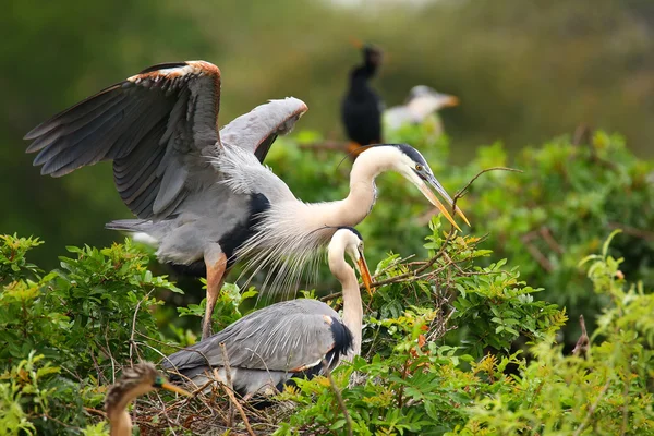 Great Blue Herons exchanging nesting material. It is the largest — Stock Photo, Image