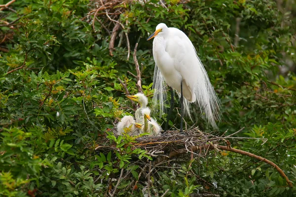 Grande Egret (ardea alba) — Foto Stock