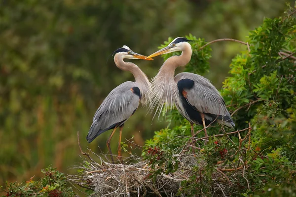 Grandes garças azuis em pé no ninho. É o maior Norte — Fotografia de Stock