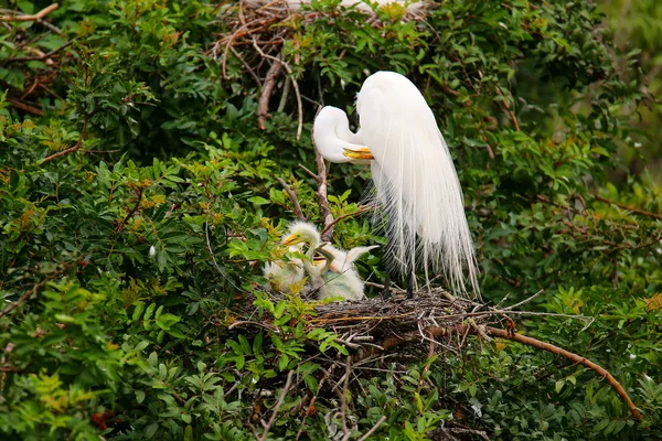 Grande Egret (ardea alba) — Foto Stock