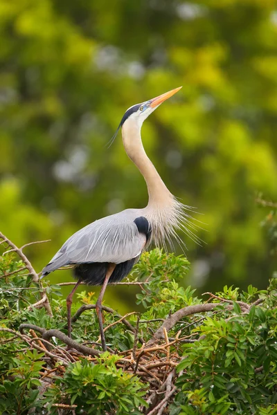 Blauwe reiger in paneren weergave. Het is de grootste Noord ben — Stockfoto