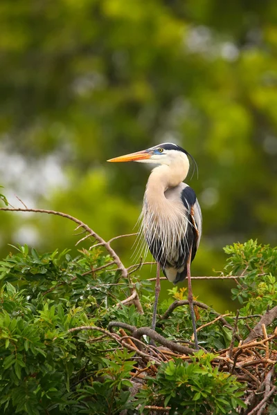 Grande garça azul em pé em um ninho. É o maior Norte Ame — Fotografia de Stock