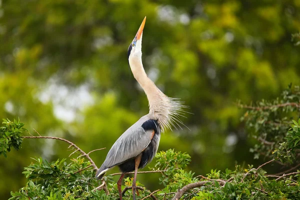 Great Blue Heron em exibição de panificação. É a maior North Am — Fotografia de Stock