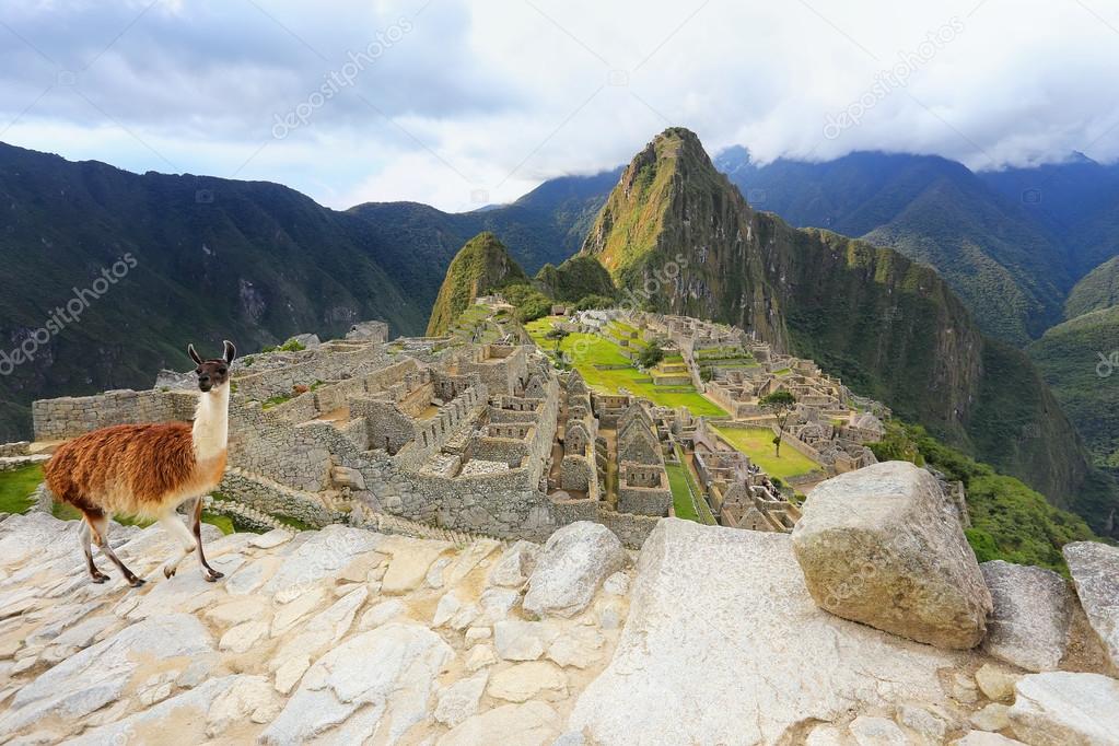 Llama standing at Machu Picchu overlook in Peru