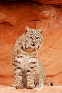Kırmızı kayalar üzerine oturan bobcat
