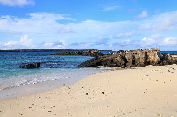 Spiaggia sabbiosa di Great Darwin Bay, Isola di Genovesa, Galapagos Nati — Foto Stock