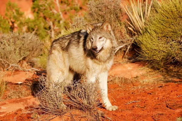 Grijze wolf (Canis lupus) — Stockfoto