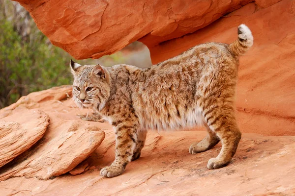 Kırmızı kayalar üzerinde Bobcat duran — Stok fotoğraf