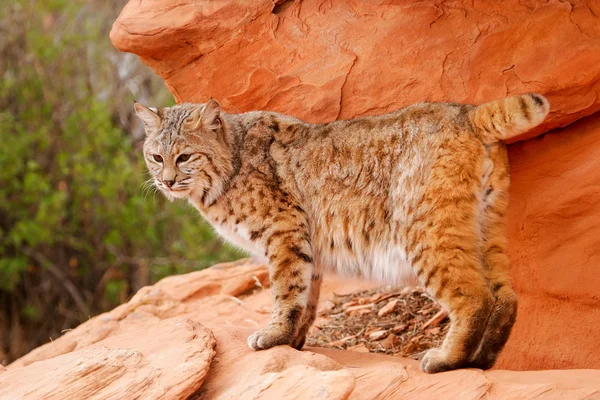 Bobcat stojící na červené skály — Stock fotografie