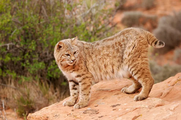 Kırmızı kayalar üzerinde Bobcat duran — Stok fotoğraf