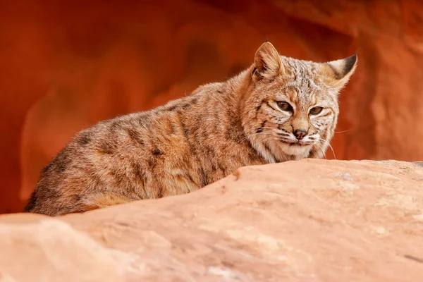 Bobcat sentado sobre rocas rojas — Foto de Stock