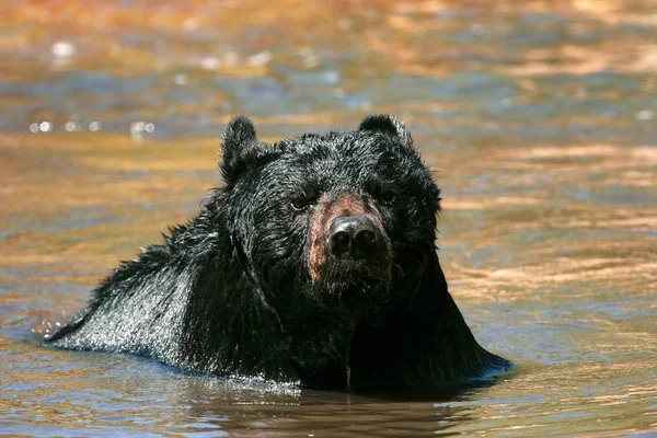 Oso negro americano sentado en un río —  Fotos de Stock