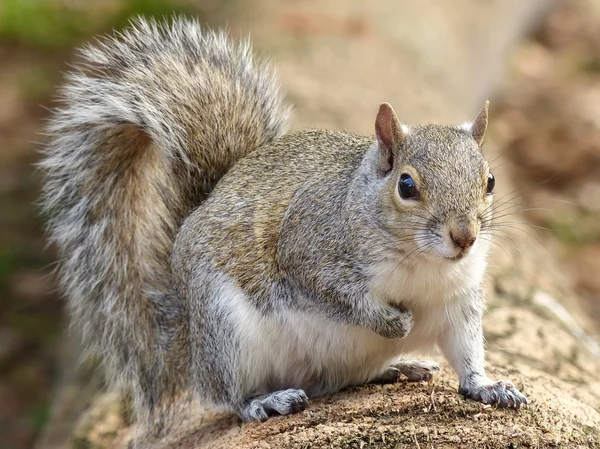 Keleti szürke mókus (sciurus carolinensis)) — Stock Fotó