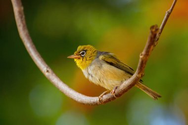 Fiji beyaz gözü (Zosterops araştırmacısı) bir ağaç dalında oturuyor. Fiji adalarına özgüdür..