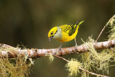 Kosta Rika 'da bir dalda oturan gümüş boğazlı tanager (Tangara icterocephala)