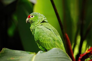 Kırmızı lorlu papağan (Amazona autumnalis) Kosta Rika 'da bir ağaçta oturuyor.
