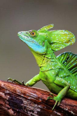 Kosta Rika 'da bir kütüğün üzerinde oturan erkek tüylü basilisk (Basiliscus plumifrons)