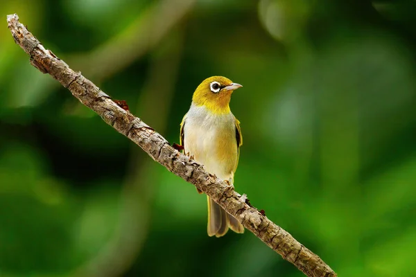 Fiji White Eye Zosterops Explorator Sitting Tree Branch Endemic Islands — Stock Photo, Image