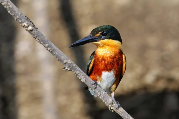 Amerikan Pigme Kingfisher Kloroceryle Aenea Kosta Rika Bir Çubuğa Tünemiştir — Stok fotoğraf