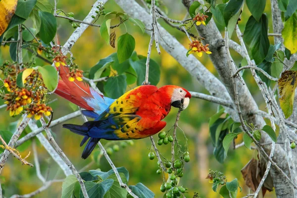 Scarlet Macaw Ara Macao Eating Fruit Tree Costa Rica — Stock Photo, Image