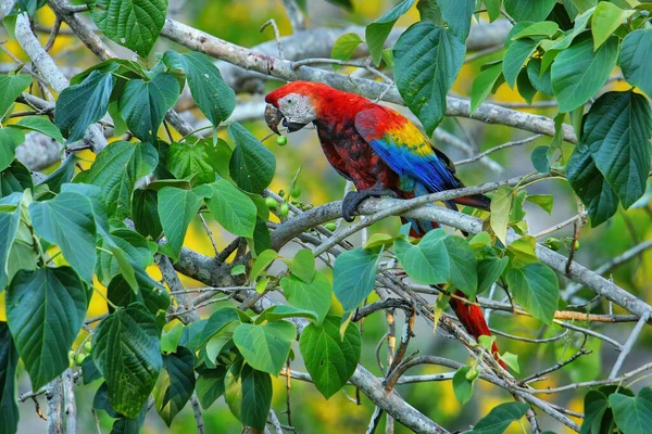 Scarlet Macaw Ara Macao Eating Fruit Tree Costa Rica — Stock Photo, Image