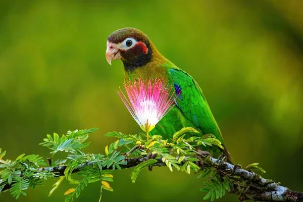 Brown Hooded Parrot Pyrilia Haematotis Sitting Tree Branch — Stock Photo, Image