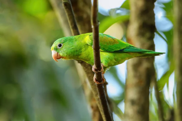 Oranje Gechineerde Parkiet Brotogeris Jugularis Zittend Een Boom Costa Rica — Stockfoto