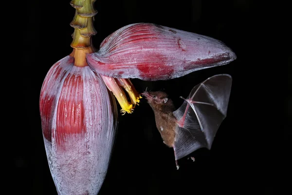 Néctar Naranja Murciélago Lonchophylla Robusta Alimentándose Flor Plátano Costa Rica — Foto de Stock