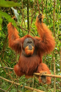 Sumatralı erkek orangutan (Pongo abelii) Gunung Leuser Ulusal Parkı, Sumatra, Endonezya 'da bambu üzerinde oturuyor. Sumatra orangutanı, Sumatra 'nın kuzeyine özgü ve ciddi bir tehlike altında..