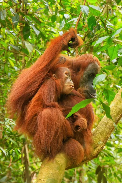 Orangután Femenino Sumatra Con Bebé Sentado Árbol Parque Nacional Gunung —  Fotos de Stock