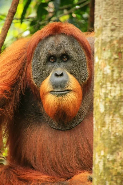 Portrét Muže Sumatran Orangutan Pongo Abelii Národním Parku Gunung Leuser — Stock fotografie