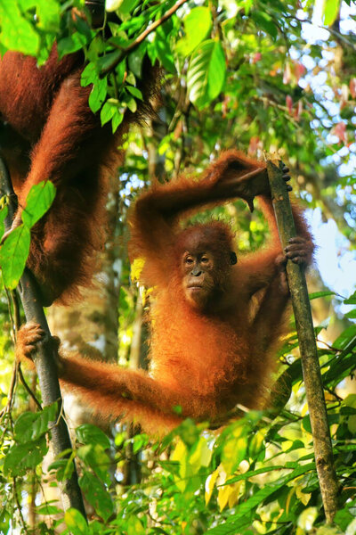 Young Sumatran orangutan (Pongo abelii) sitting on trees in Gunung Leuser National Park, Sumatra, Indonesia. Sumatran orangutan is endemic to the north of Sumatra and is critically endangered.