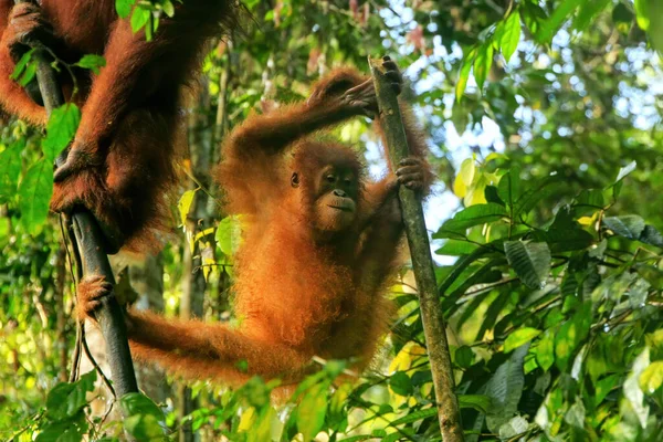Giovane Orango Sumatra Pongo Abelii Seduto Sugli Alberi Nel Gunung — Foto Stock