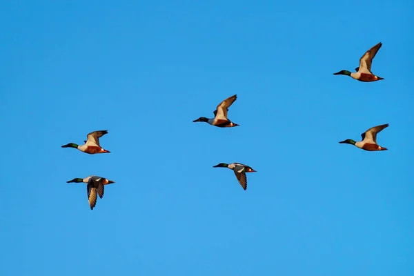 Flock Northern Shovelers Spatula Clypeata Flying Blue Sky Colorado — Stock Photo, Image