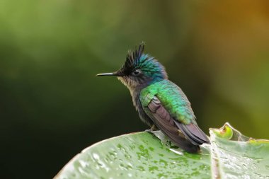 Antiller tepeli sinekkuşu (Orthorhyncus cristatus) bir yaprağın üzerinde, Grenada Adası, Grenada