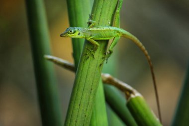 Grenada Tree Anole (Anolis richardii) bir bitkinin üzerinde oturuyor, Grenada.