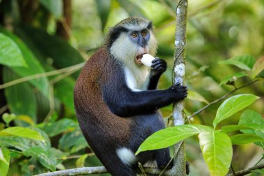 Mona Maymunu (Cercopithecus mona) Grand Etang Ulusal Parkı, Grenada 'da bir ağaçta yemek yiyor..