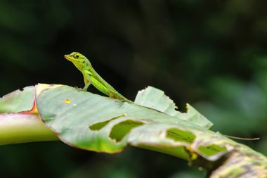Grenada Tree Anole (Anolis richardii) bir bitkinin üzerinde oturuyor, Grenada.