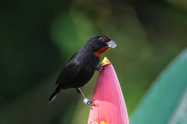 Bullfinch Antilhas Menor Masculino Loxigilla Noctis Sentado Flor Banana Granada — Fotografia de Stock