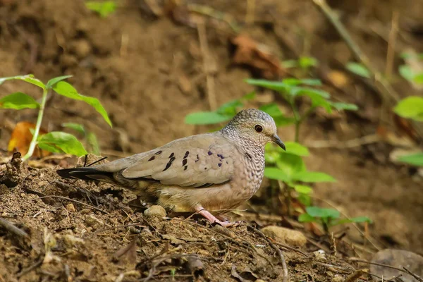 Common Ground Dove Columbina Passerina Grenada Island Grenada West Indies — Stock Photo, Image