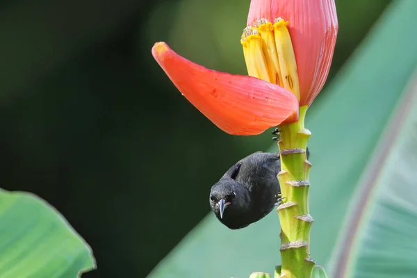 Granada Race Bananaquit Coereba Flaveola Sentado Flor Plátano Isla Granada — Foto de Stock