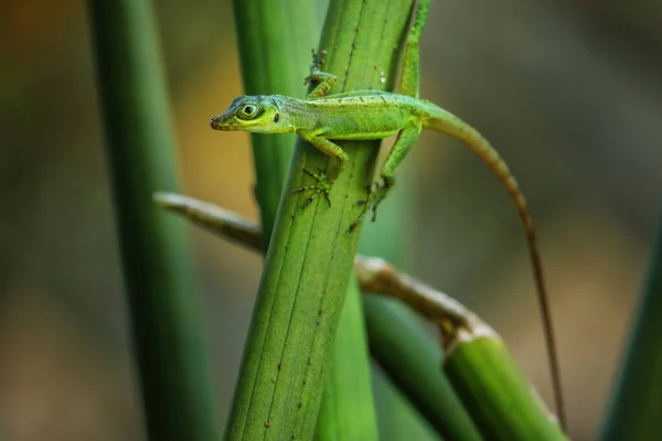 Grenada Drzewa Anole Anolis Richardii Siedzi Roślin Grenada — Zdjęcie stockowe