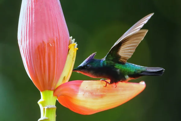 Antillean Crested Hummingbird Orthorhyncus Cristatus Feeding Banana Flower Grenada Island — Stock Photo, Image