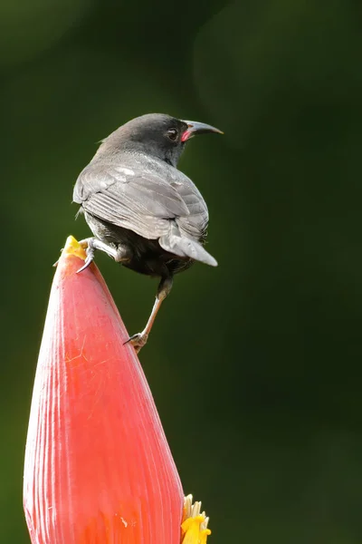 Granada Corrida Bananaquit Coereba Flaveola Sentado Flor Banana Ilha Granada — Fotografia de Stock