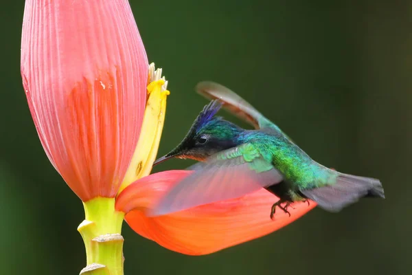 Koliber Czubaty Orthorhyncus Cristatus Żywiący Się Kwiatem Banana Wyspa Grenada — Zdjęcie stockowe